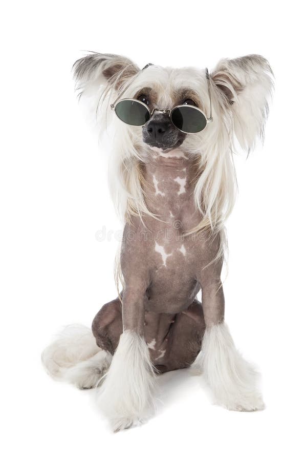 Chinese crested dog with glasses isolated on white background in studio. Chinese crested dog with glasses isolated on white background in studio