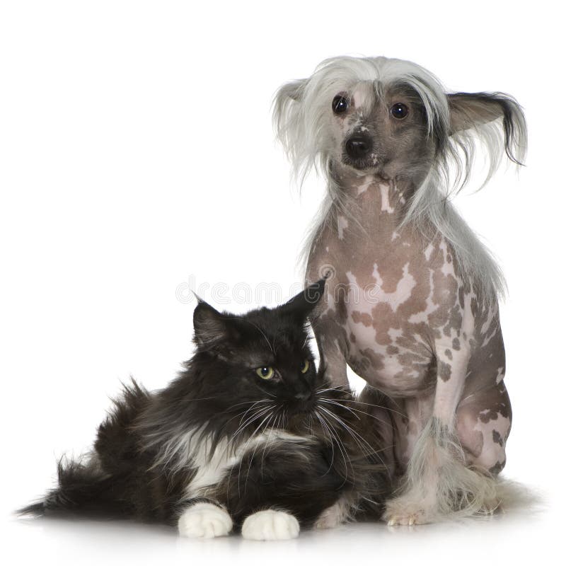 Chinese crested dog Hairless and maine coon in front of a white background. Chinese crested dog Hairless and maine coon in front of a white background