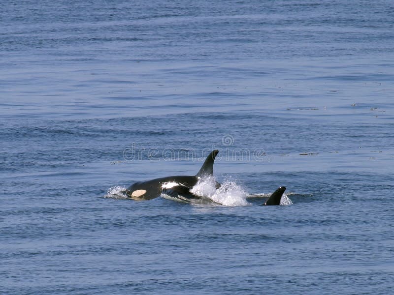 Two whales from the San Juan resident orca pods coming to the surface for air. Two whales from the San Juan resident orca pods coming to the surface for air.