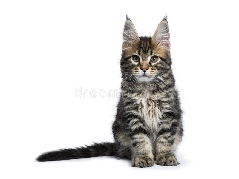 Классический котенок енота Мейна tabby изолированный на белизне стоковые изображения Классический котенок енота Мейна tabby изолированный на белизне стоковые изображения