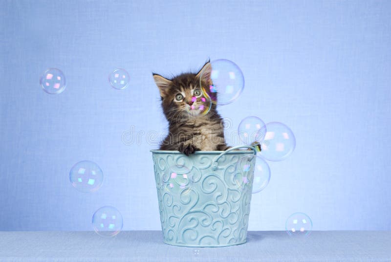 Cute and pretty Maine Coon kitten sitting inside blue bucket pail watching soap bubbles, on light blue fabric background. Cute and pretty Maine Coon kitten sitting inside blue bucket pail watching soap bubbles, on light blue fabric background