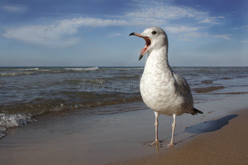 Кольц-представленная счет чайка вызывая на пляже Lake Huron стоковые фотографии rf