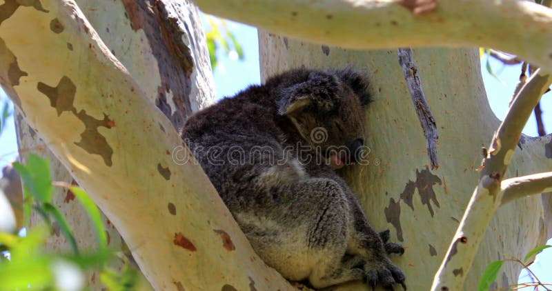 Коала в национальном парке Yanchep