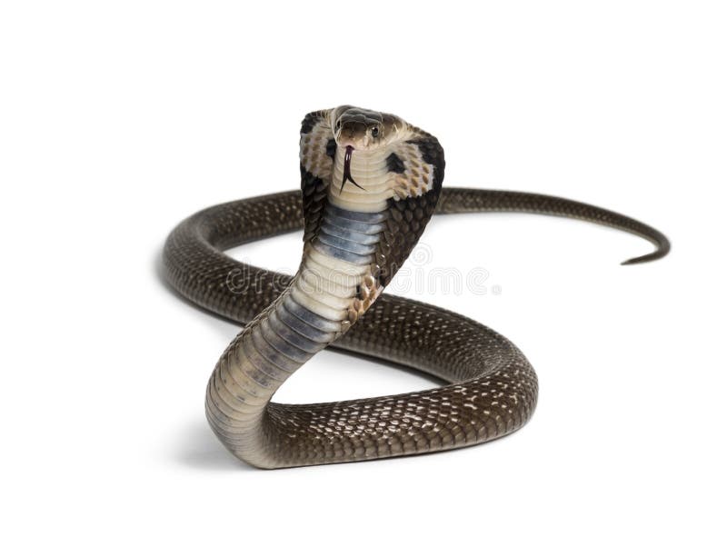 King cobra, Ophiophagus hannah, venomous snake against white background looking at camera against white background. King cobra, Ophiophagus hannah, venomous snake against white background looking at camera against white background