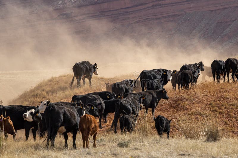 Wyoming cowboys moving cows in central Wyoming. This is a great American West tradition. Some of these animals will be shipped to market. Others will be kept for the Winter. This is a Fall roundup. This area is where the Hole-in-the- Wall is located. Outlaws roamed the area in the late 1800`s. Wyoming cowboys moving cows in central Wyoming. This is a great American West tradition. Some of these animals will be shipped to market. Others will be kept for the Winter. This is a Fall roundup. This area is where the Hole-in-the- Wall is located. Outlaws roamed the area in the late 1800`s.