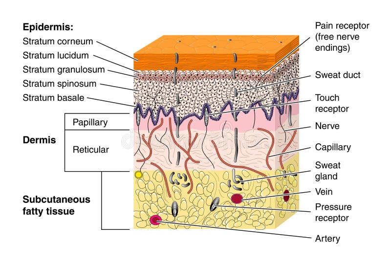 Cross section of skin showing the various layers and structural elements and a variety of nerve endings. Cross section of skin showing the various layers and structural elements and a variety of nerve endings