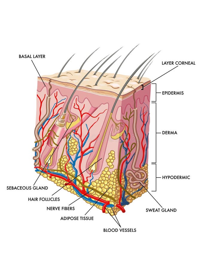 Medical illustration of the section of skin. Medical illustration of the section of skin