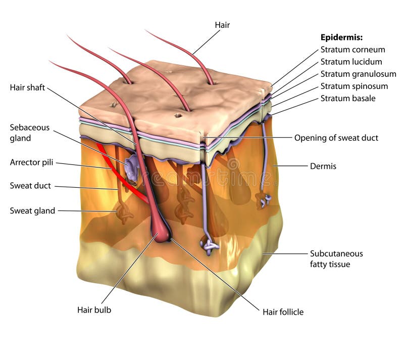 3-dimentional image of the skin, showing all major layers and appendages. 3-dimentional image of the skin, showing all major layers and appendages