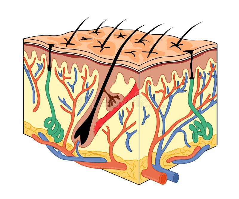 Skin anatomy illustration for medical. Skin anatomy illustration for medical