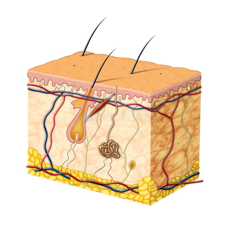 Human skin anatomy. Digital illustration. Human skin anatomy. Digital illustration.