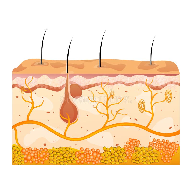 Illustration of skin cells on white background. Illustration of skin cells on white background