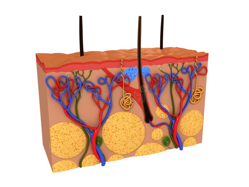 3d rendered illustration from a profile of the human skin. 3d rendered illustration from a profile of the human skin