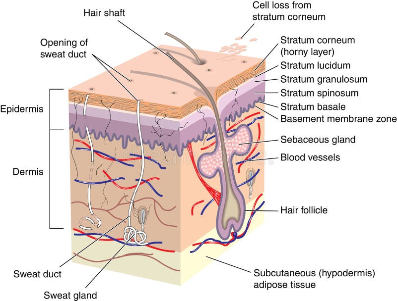 Cross section of skin showing all layers and major appendages. Cross section of skin showing all layers and major appendages