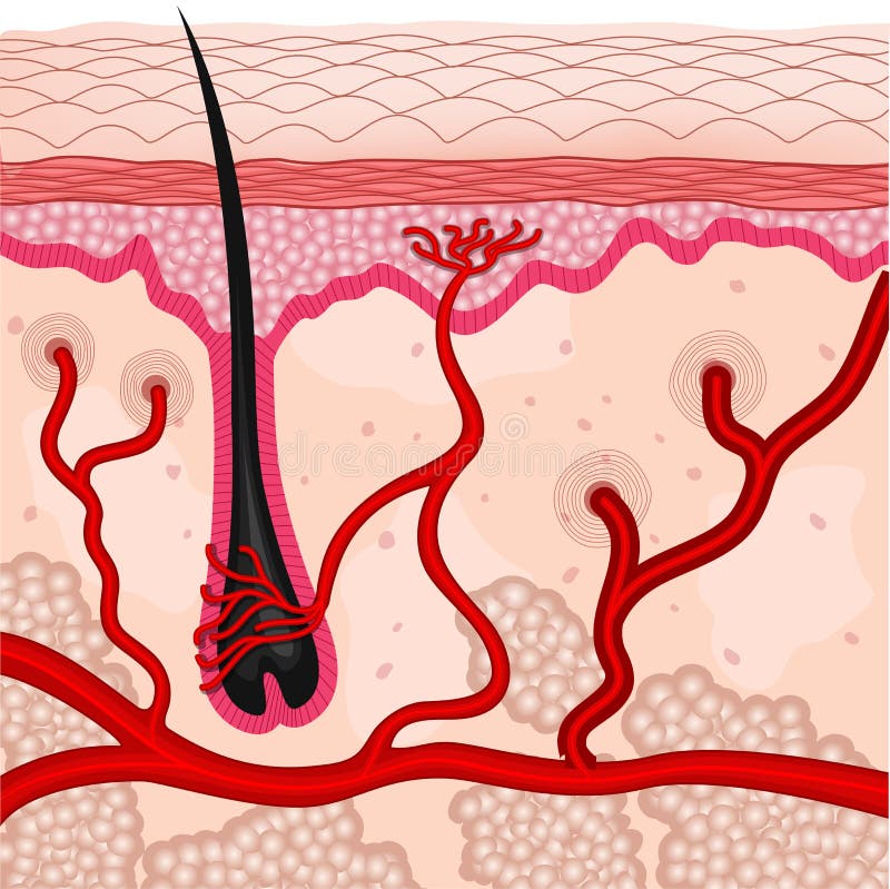 Illustration of human skin cells. Illustration of human skin cells