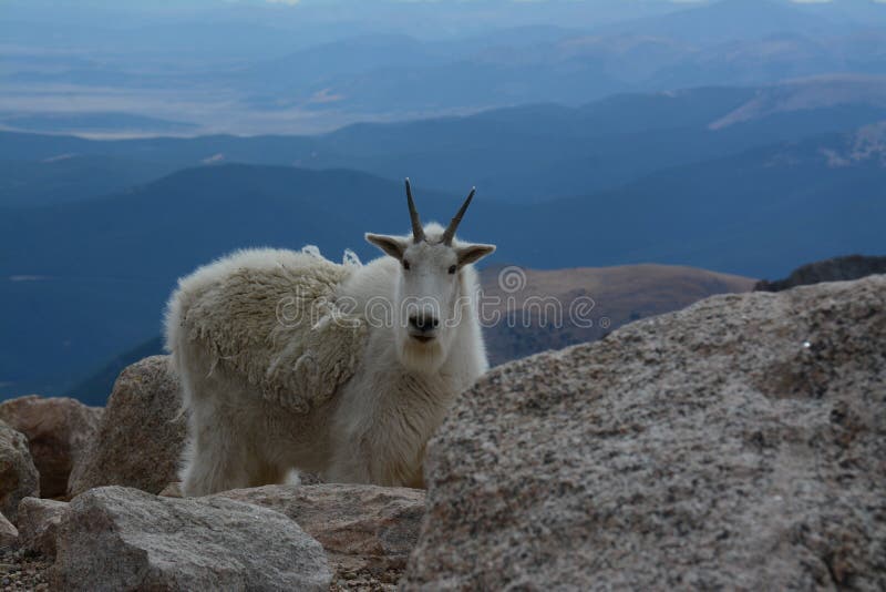 Mountain goat on top of Mount Evans in Denver Colorado. Fourteen thousand feet up, highest paved road in North America, Rocky Mountains. Mountain goat on top of Mount Evans in Denver Colorado. Fourteen thousand feet up, highest paved road in North America, Rocky Mountains