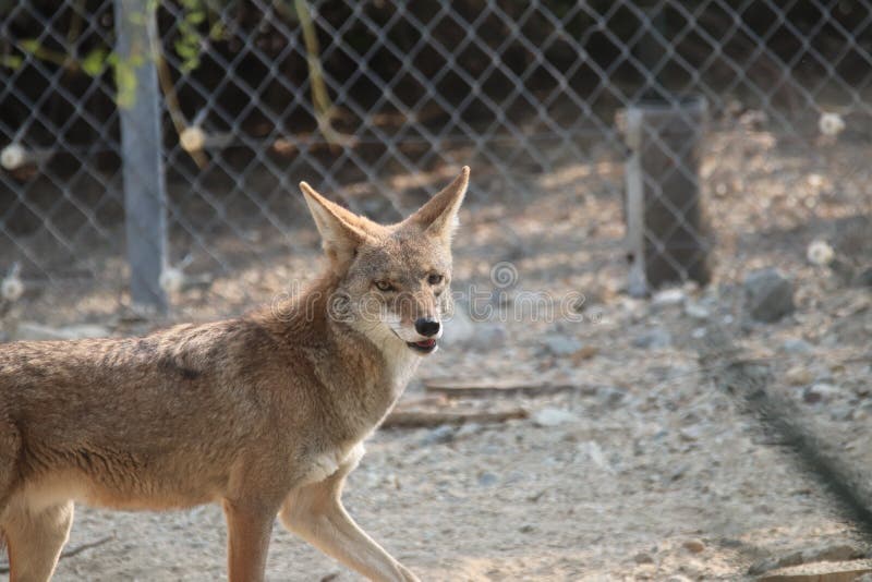 A Coyote at a local zoo. A Coyote at a local zoo