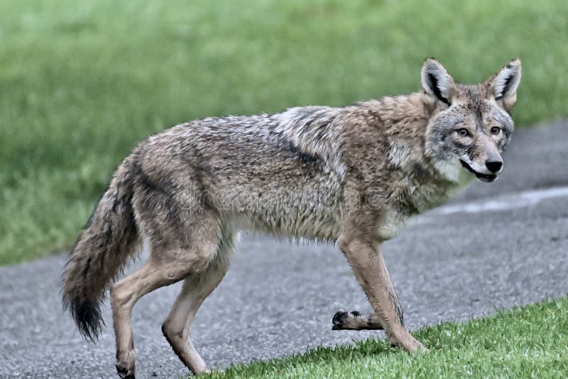 The Coyote is sometimes referred to as the `American jackal` or `prairie wolf`.  In regions where the wolf population has been known to decline, the wolf will mate with the smaller coyote. 
Primary a carnivore, they are know to at times eat fruits and grass. 
The biggest threat to them is actually man. They are being found more and more in urban areas, like these in Golden Gate Park, December 2021. Care should always be taken, by not trying to approach them or scare them. The Coyote is sometimes referred to as the `American jackal` or `prairie wolf`.  In regions where the wolf population has been known to decline, the wolf will mate with the smaller coyote. 
Primary a carnivore, they are know to at times eat fruits and grass. 
The biggest threat to them is actually man. They are being found more and more in urban areas, like these in Golden Gate Park, December 2021. Care should always be taken, by not trying to approach them or scare them.