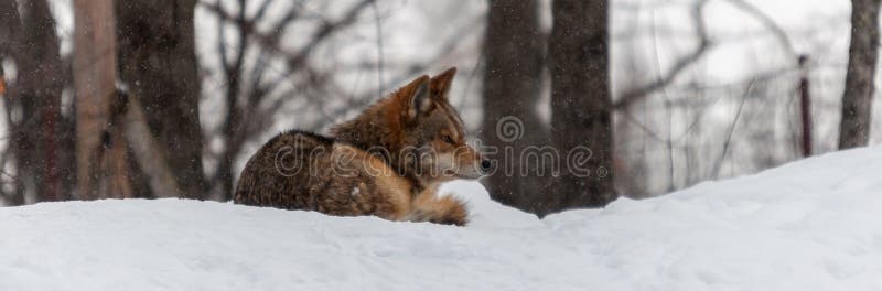 Coyote relaxing in the snow.1. Coyote relaxing in the snow.1