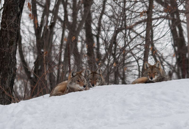 Coyotes relaxing in the snow.1. Coyotes relaxing in the snow.1