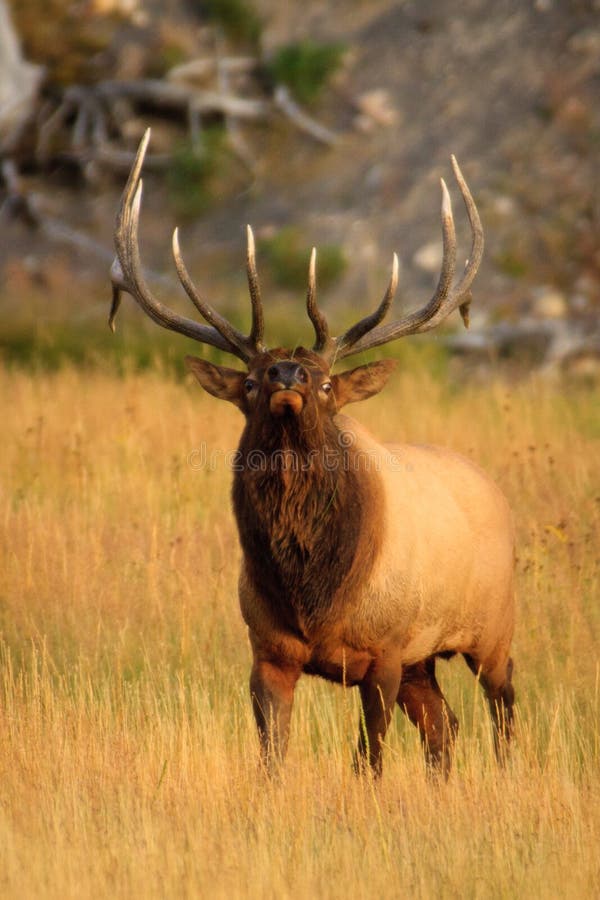 Bull elk during the fall breeding season. Yellowstone National Park, Wyoming. Bull elk during the fall breeding season. Yellowstone National Park, Wyoming.