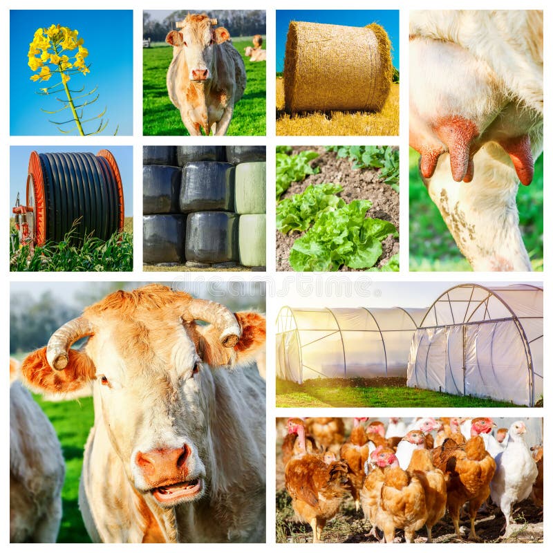 Concept Collage representing several farm animals and farmland. Concept Collage representing several farm animals and farmland