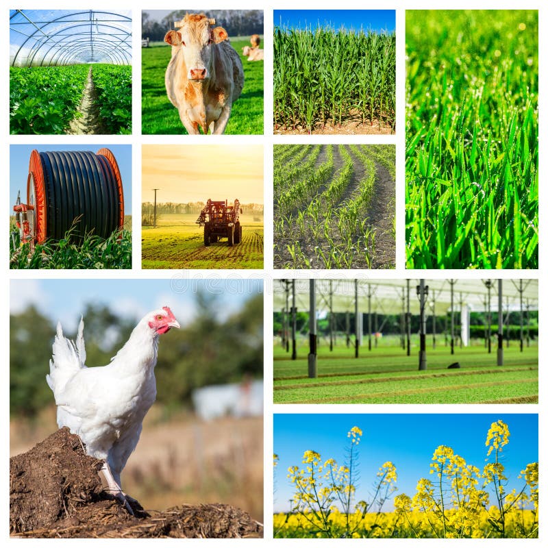Concept Collage representing several farm animals and farmland. Concept Collage representing several farm animals and farmland