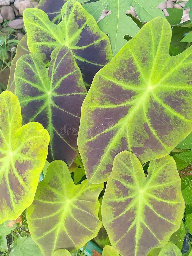 колокасия черный taro pinangbu taro посадить зеленый красивый плодородный стоковое фото