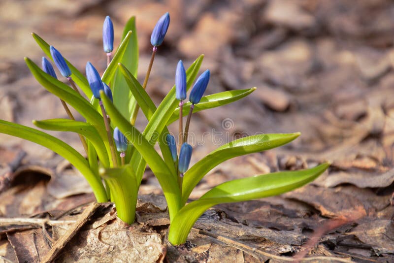 Команда snowdrops готовых для встречи весны стоковая фотография Команда snowdrops готовых для встречи весны стоковая фотография