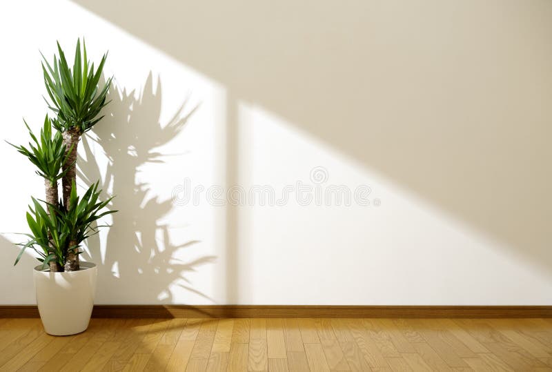 Houseplant yucca in white room. Houseplant yucca in white room