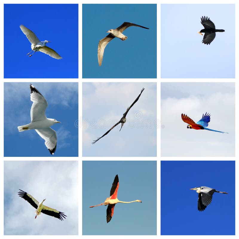Изображения по запросу Летящая птица