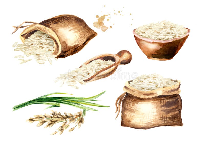 Комплект белого риса Basmati Иллюстрация акварели нарисованная рукой, изолированная на белой предпосылке иллюстрация штока Комплект белого риса Basmati Иллюстрация акварели нарисованная рукой, изолированная на белой предпосылке иллюстрация штока