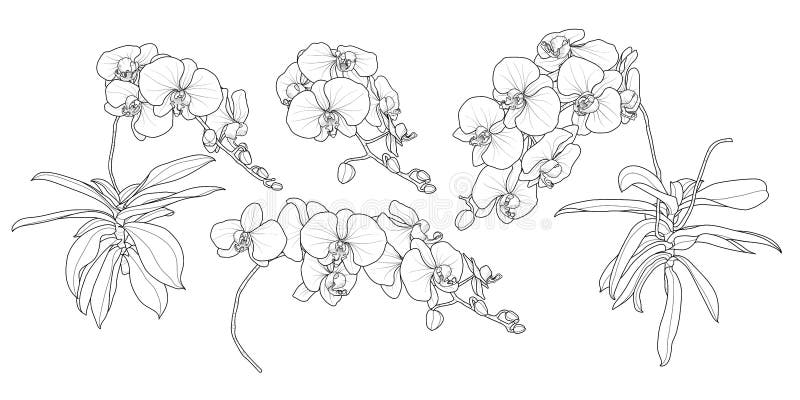 Контурные рисунки орхидеи для батика