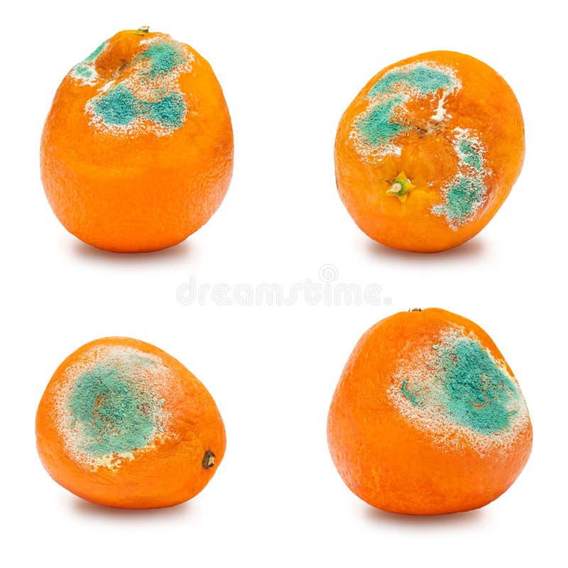Комплект тухлых moldy апельсинов, tangerines изолированных на белой предпосылке Фото растущей прессформы Загрязнение пищевых прод стоковая фотография rf