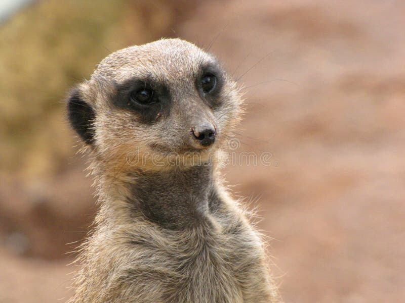 Конец Meerkat вверх стоковая фотография rf Конец Meerkat вверх стоковая фотография rf