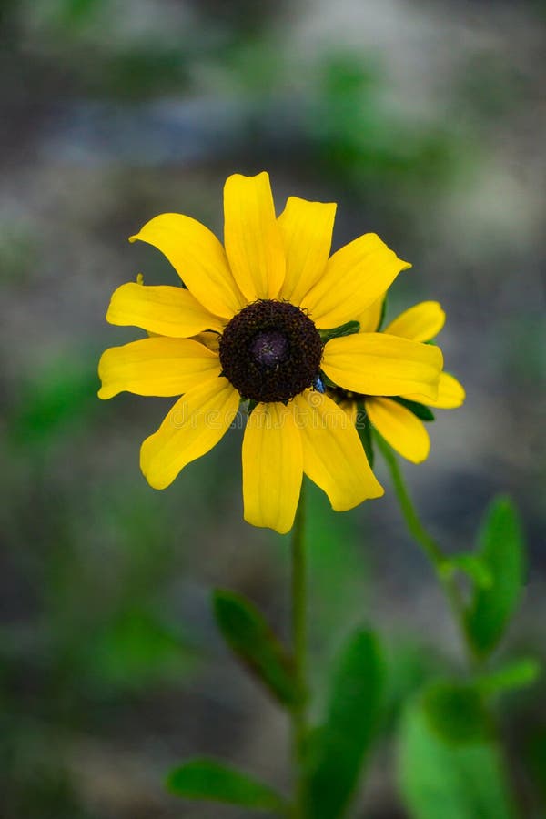 Конец-вверх hirta Rudbeckia Черно-наблюданного †Сьюзана « стоковые изображения rf Конец-вверх hirta Rudbeckia Черно-наблюданного †Сьюзана « стоковые изображения rf