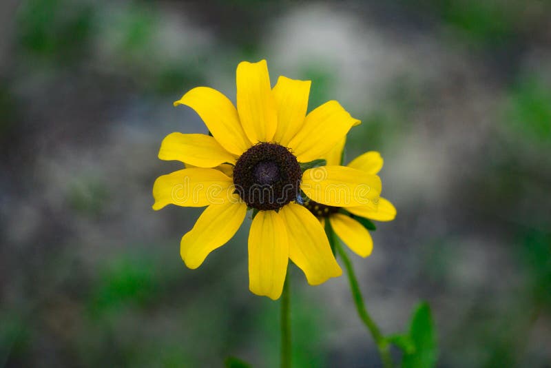 Конец-вверх hirta Rudbeckia Черно-наблюданного †Сьюзана « стоковая фотография rf Конец-вверх hirta Rudbeckia Черно-наблюданного †Сьюзана « стоковая фотография rf