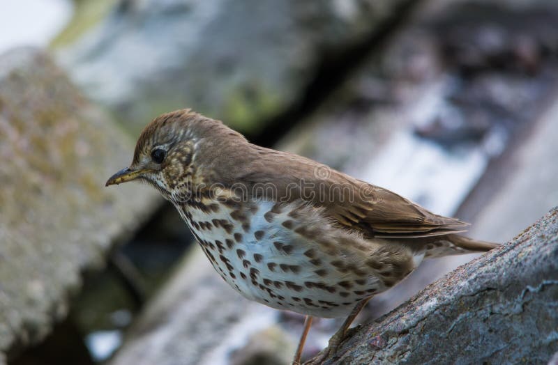 Конец-вверх philomelos Turdus молочницы песни стоковая фотография Конец-вверх philomelos Turdus молочницы песни стоковая фотография