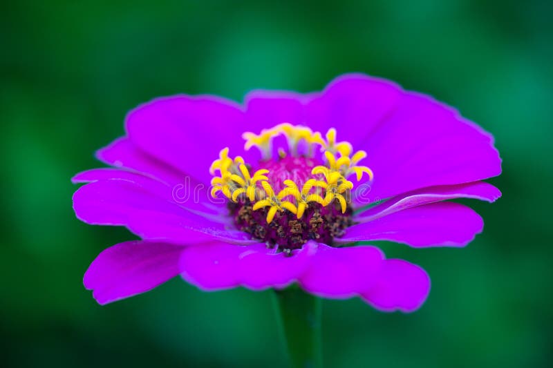 Конец-вверх красивого фиолетового цветка zinnia стоковое фото rf Конец-вверх красивого фиолетового цветка zinnia стоковое фото rf