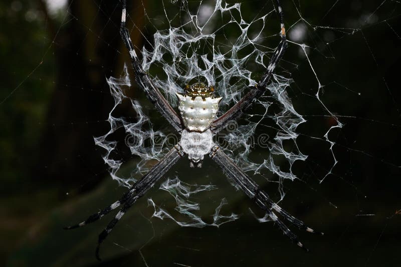 Конец-вверх серебряного паука argiope на своей сети стоковое фото