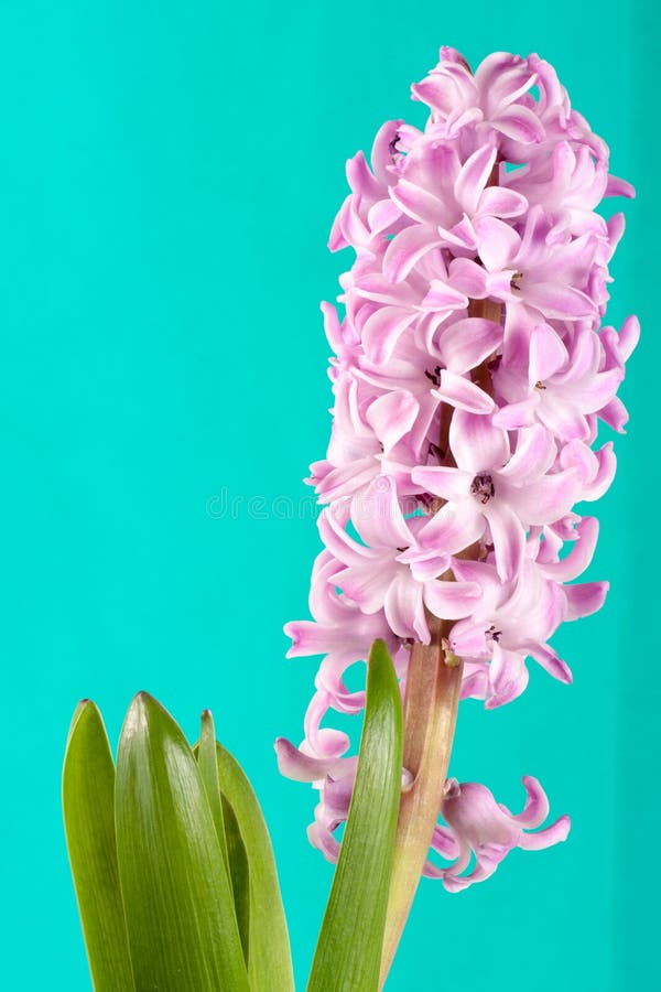 Конец-вверх цветка гиацинта сирени на зеленой предпосылке Стоковое Фото ...