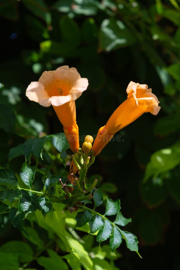 Конец-вверх цветков лозы трубы, лоза колибри, Campsis Radicans, природа, макрос стоковые фотографии rf Конец-вверх цветков лозы трубы, лоза колибри, Campsis Radicans, природа, макрос стоковые фотографии rf