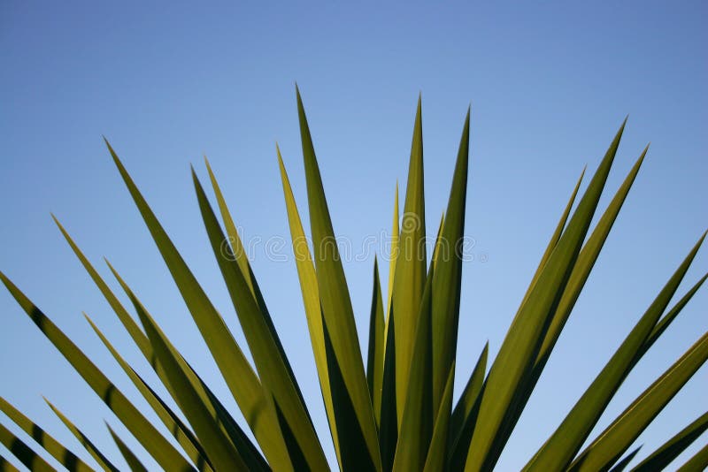 Close up of a yucca palm against blue sky. Space for text. Close up of a yucca palm against blue sky. Space for text