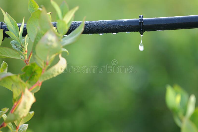 Water saving drip irrigation system being used in a Blueberry field. Water saving drip irrigation system being used in a Blueberry field.