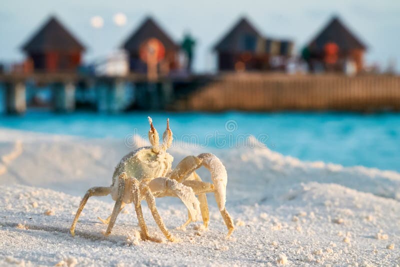 Конец краба вверх по стоять на тропическом пляже захода солнца над watervillas стоковые фото Конец краба вверх по стоять на тропическом пляже захода солнца над watervillas стоковые фото