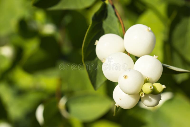 Конец куста Snowberry стоковая фотография Конец куста Snowberry стоковая фотография