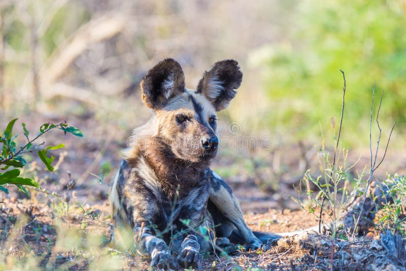 Close up and portrait of a cute Wild Dog or Lycaon lying down in the bush. Wildlife Safari in Kruger National Park, the main travel destination in South Africa. Close up and portrait of a cute Wild Dog or Lycaon lying down in the bush. Wildlife Safari in Kruger National Park, the main travel destination in South Africa.