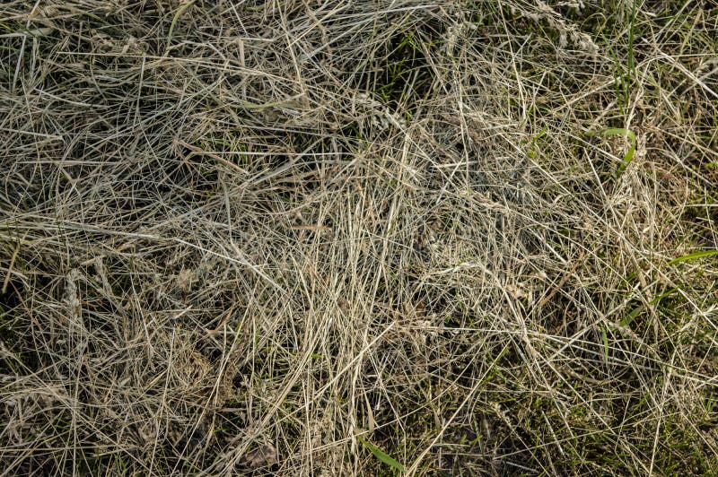 Конец природы сена сухой травы органический вверх стоковая фотография Конец природы сена сухой травы органический вверх стоковая фотография