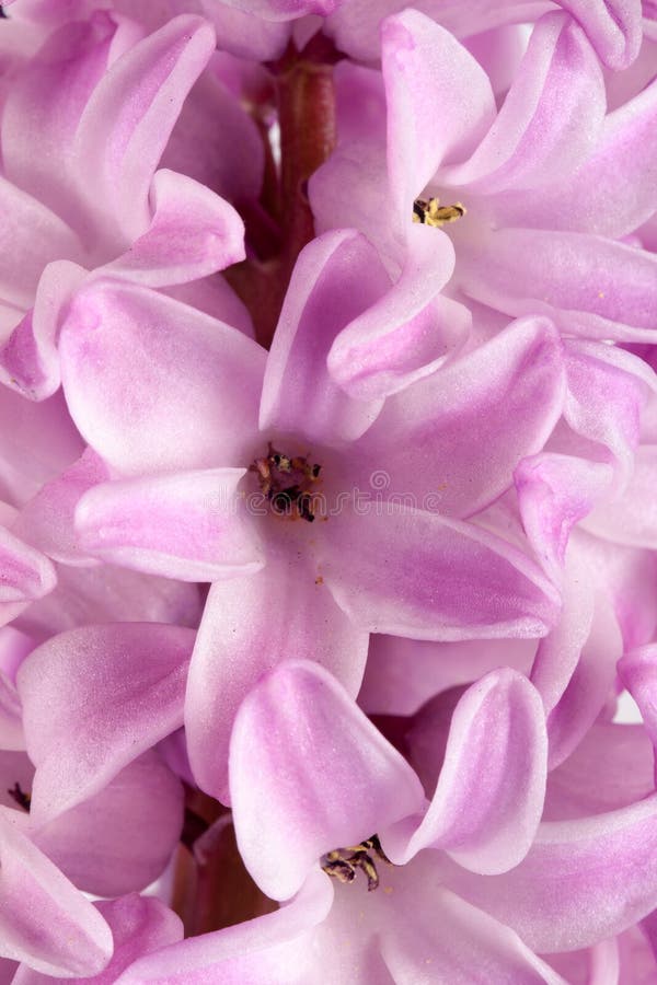 Конец цветка гиацинта сирени вверх как предпосылка Стоковое Изображение ...