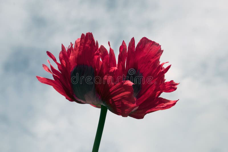 Dark pink Opium Poppy Papaver somniferum flower, against a cloudy blue sky. Dark pink Opium Poppy Papaver somniferum flower, against a cloudy blue sky