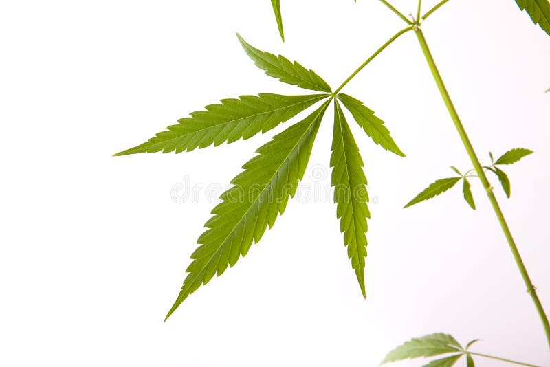 фото растущей марихуаны